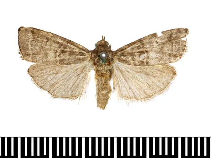 Acrobasis pyrivorella