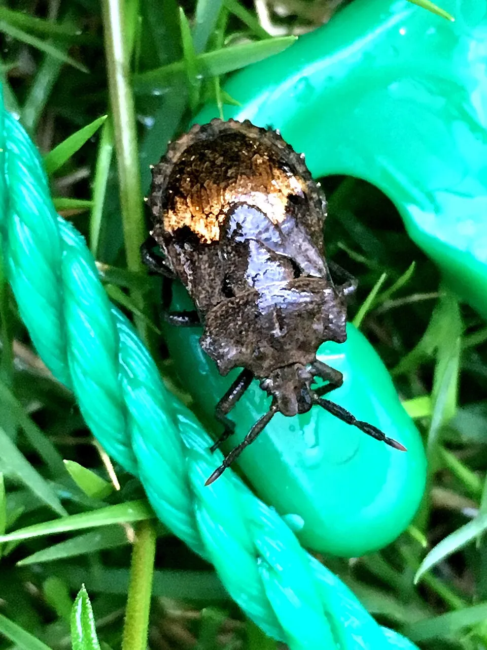 Cucurbit Shield Bug Megymenum affine inaturalist.org/observations/10338082
