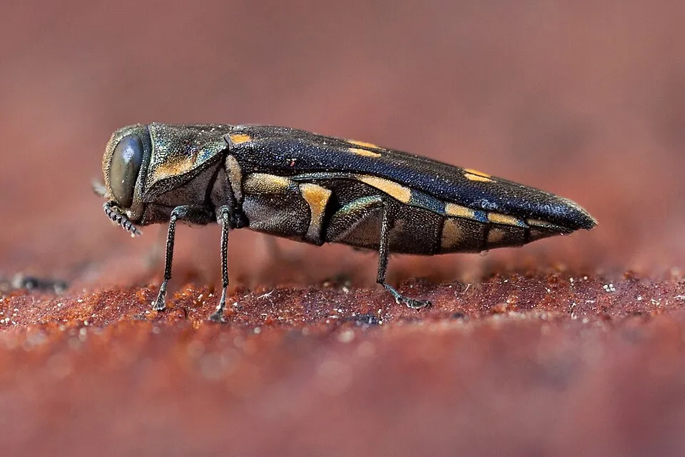 The Goldspotted Oak Borer (Agrilus auroguttatus)