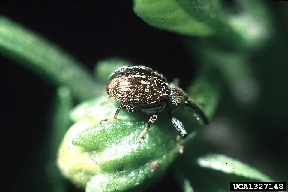 Anthonomus eugenii on Capsicum: Adult on pepper bud