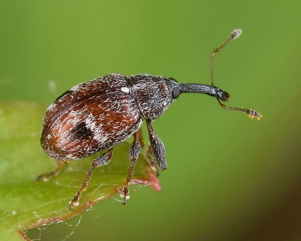 Anthonomus signatus