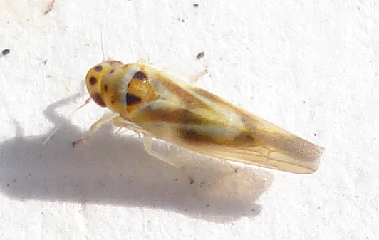 On: Willow Location: Lincoln City Site: Banana Park