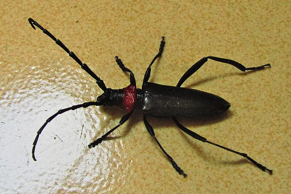 桃红颈天牛俯视图