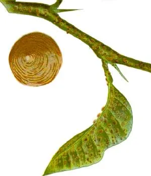 Oleander scale, ivy scale. Aspidiotus nerii (Hemiptera: Diaspididae)