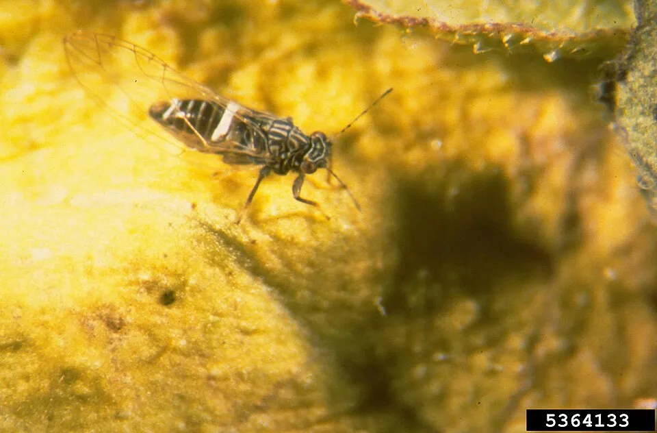 The potato psyllid, Bactericera cockerelli, feeds on a potato and infects it with Candidatus Liberibacter solanacearum, the bacteria that causes zebra