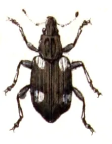 Bagous lutulentus, from Calwer's Käferbuch, Table 34, Picture 3. Taxonomy was updated to 2008, using mostly the sites Fauna Europaea and BioLib. Pleas