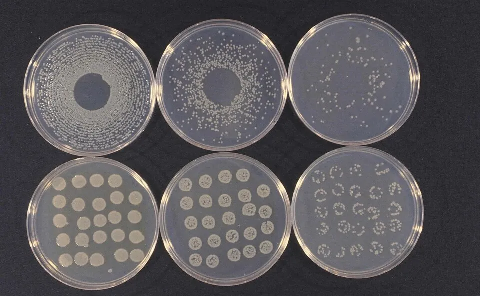 Cultures of Pseudomonas syringae van Hall taken from bean halo blight colonies