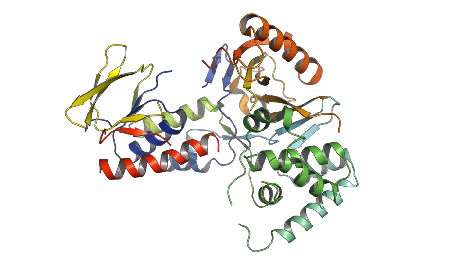 Cartoon representation of the crystal structure of CrtI. Bacterial phytoene dehydrogenase from Pantoea ananatis. Colored from N-terminus in blue to C-