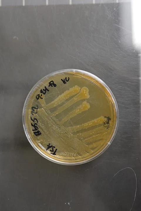 Pantoea piersonii, formerly Kalamiella piersonii NRRL B-65522 (Type Strain) Accession numbers in other collections: IIIF1SW-P2 Source: Dr. Kasthuri Ve