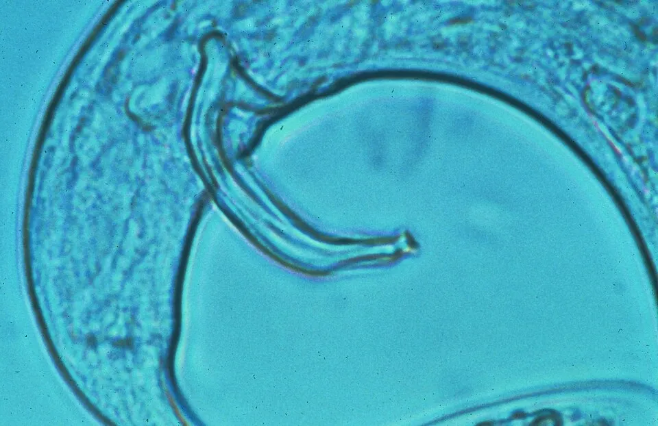 Bursaphelenchus xylophilus, pine wilt nematode, USA. Male with spicule visible.