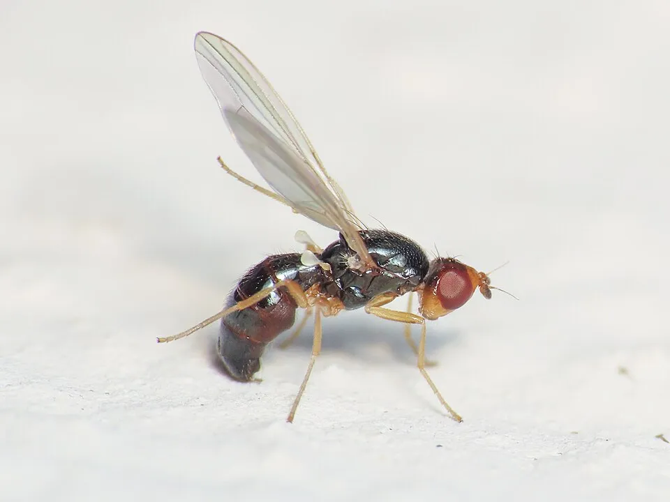 Carrot Rust Fly (Chamaepsila rosae)