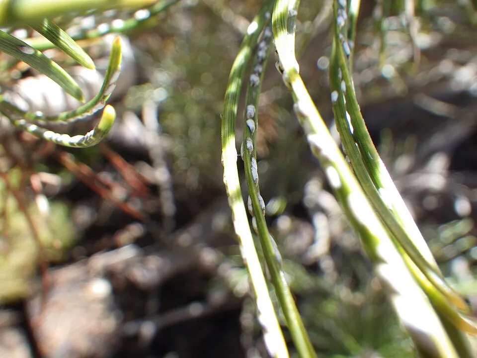 pine needle scale (Chionaspis pinifoliae)