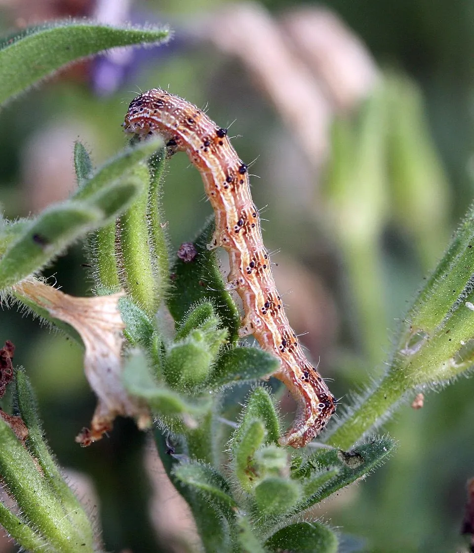 Heliothis virescens Fabricius Host: petunia Petunia spp. Juss. Common Name: tobacco budworm Photographer: Whitney Cranshaw, Colorado State University,
