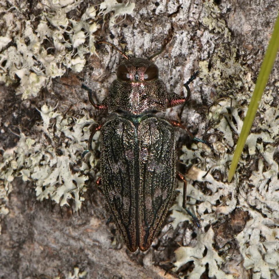Chrysobothris femorata, Flat-headed Apple Tree Borer, Mackinac County, MI, USA