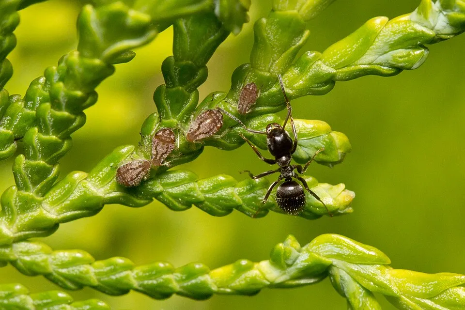 Ant (Lasius niger) and aphids (Cinara tujafilina) on a Thuja occidentalis. Image depicts approximately 18x12 mm.