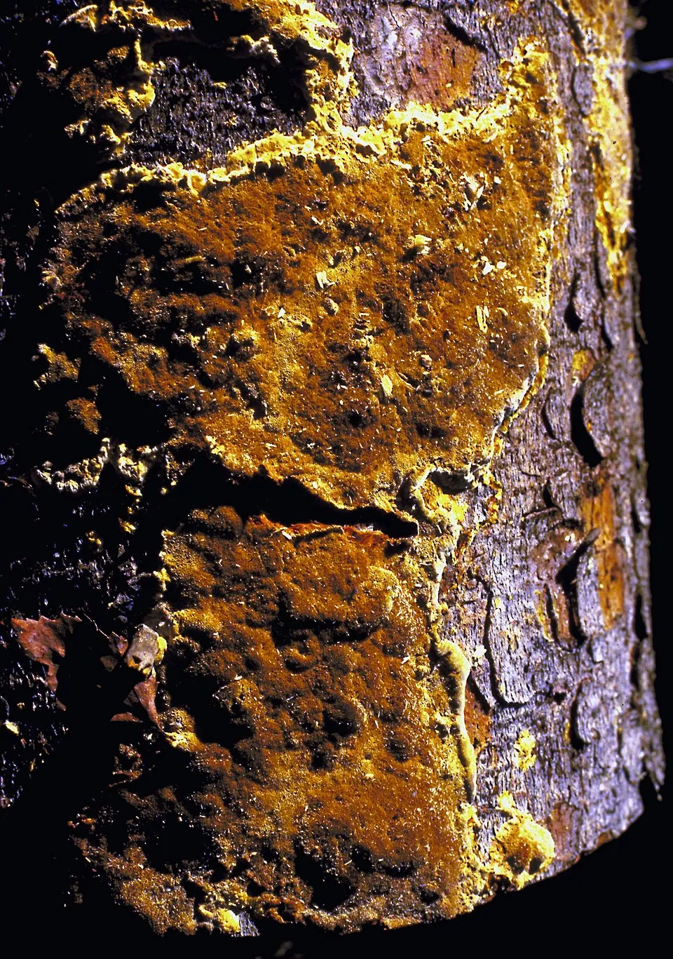 Fruiting bodies of the plant pathogen Phellinus weirii