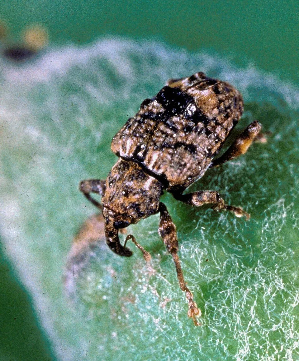 Plum curculio, Conotrachelus nenuphar