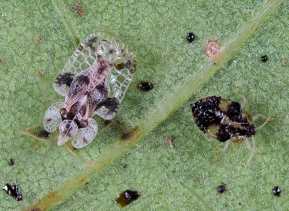 Corythucha arcuata in Landes, Aquitaine, France 29-Sep-2021