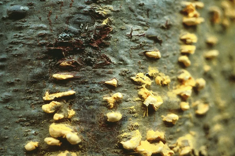 Cronartium ribicola on Pinus monticola, USDA Forest Service, Dorena Genetic Resource Center, USA