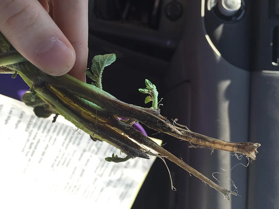 The symptoms of Dickeya solani on a potato stem in early summer.