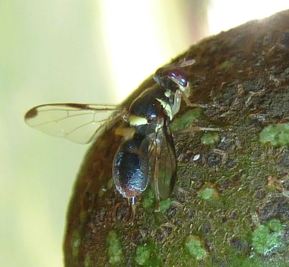 Didacus ciliatus on Ficus sur in Jan Celliers Park, Pretoria