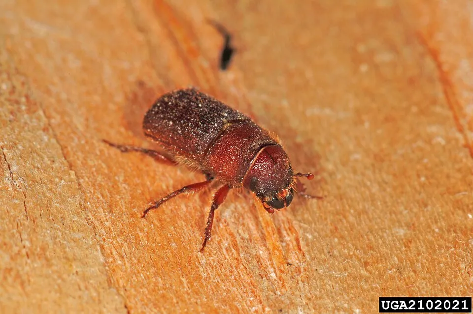red turpentine beetle (Dendroctonus valens LeConte, 1860)