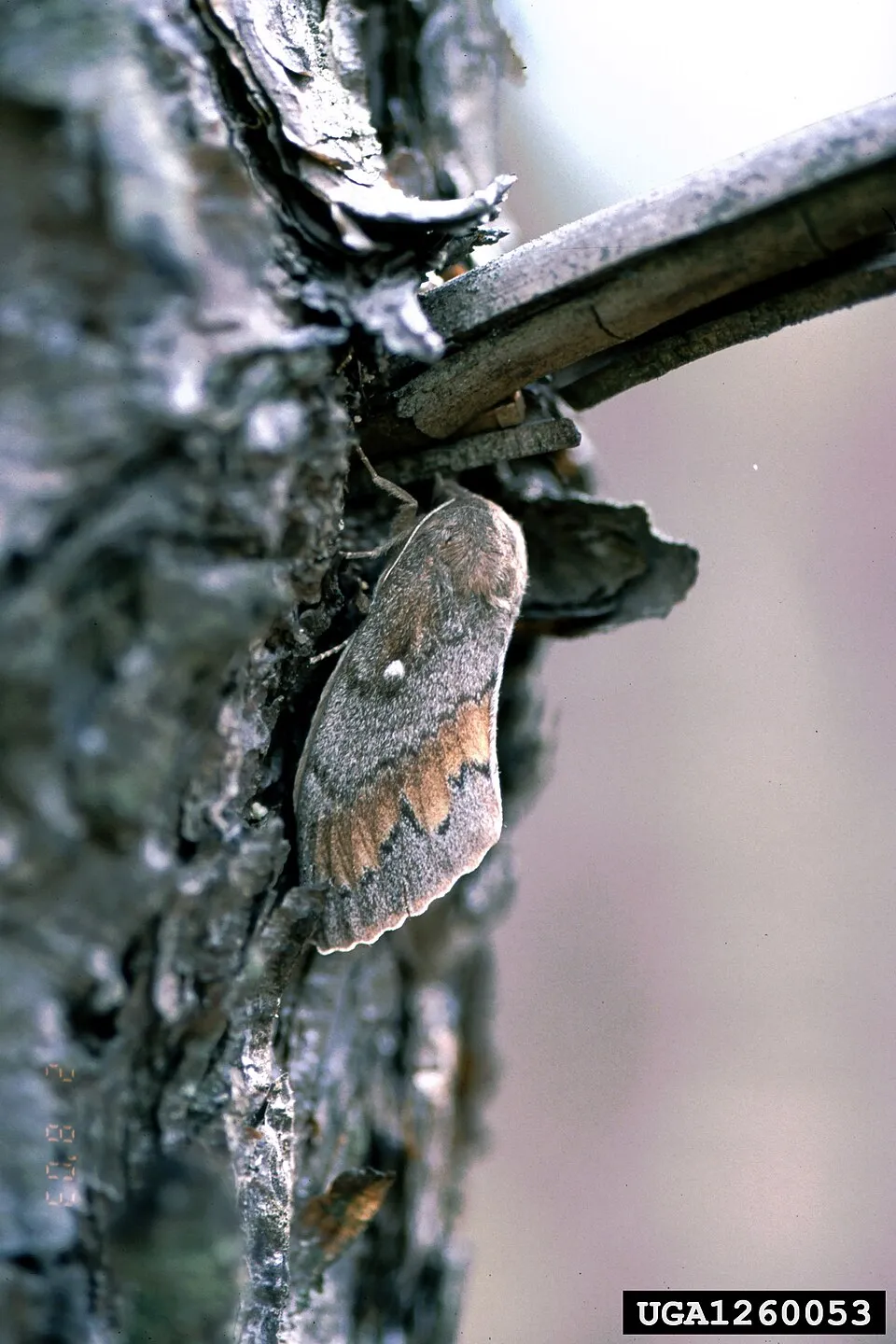 Pine-tree lappet Hexapoda (including Insecta) > Lepidoptera > Lasiocampidae Dendrolimus pini (Linnaeus) Host: Scots pine, Pinus sylvestris L. Ph