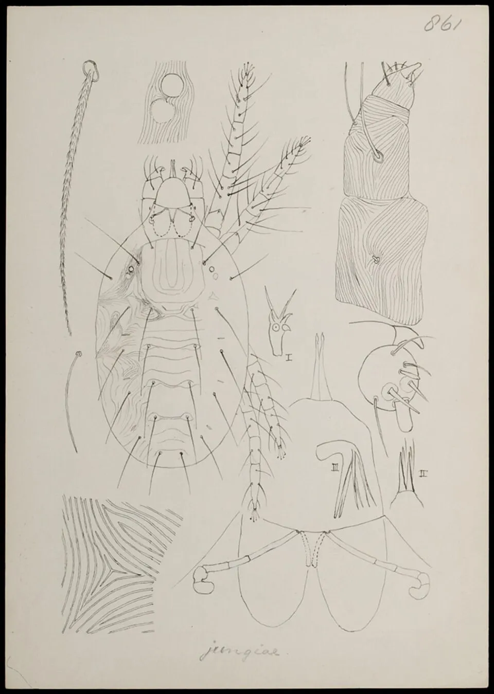 Eotetranychus jungiae (Oudemans)