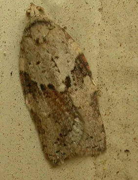 Epiphyas_ashworthana