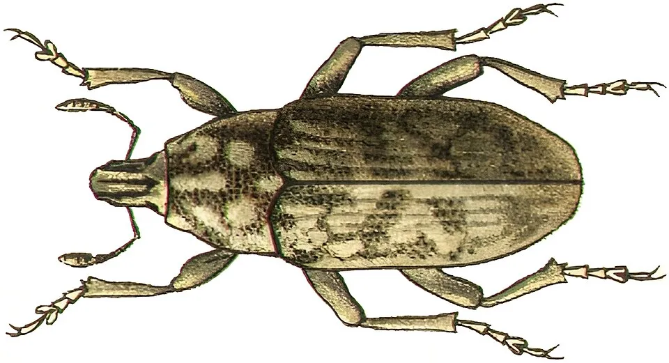 довгоносик Leucomigus candidatus