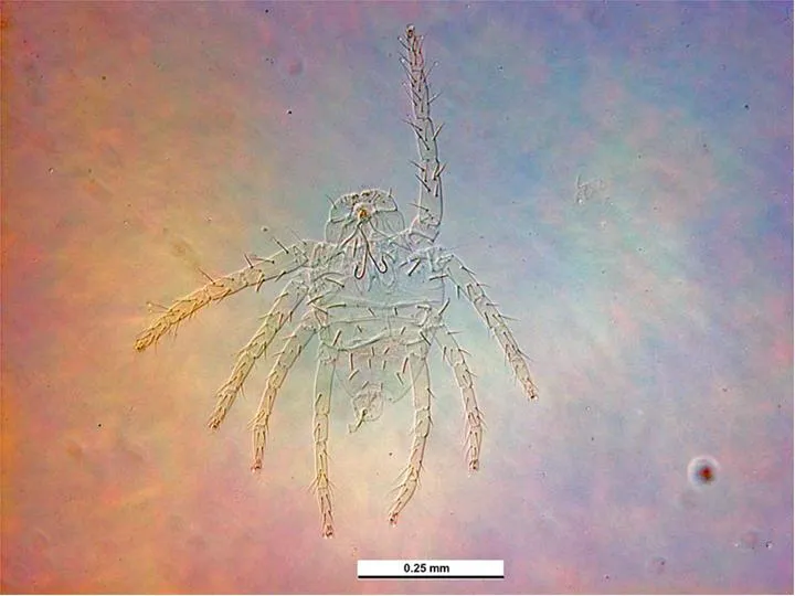 Eutetranychus africanus vental male