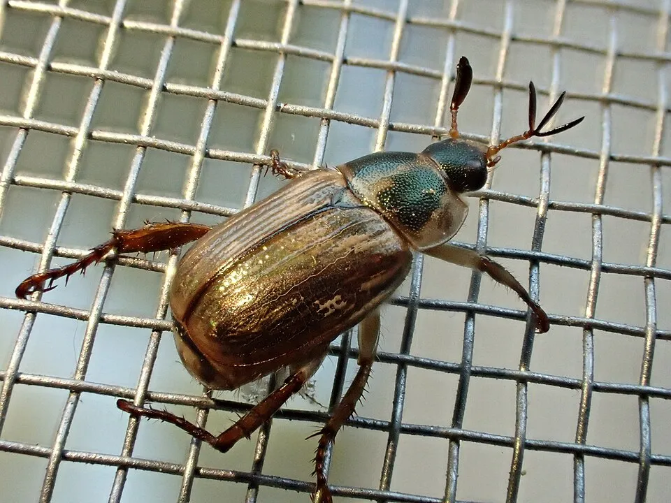 Unknown species of beetle, likely in genus Exomala