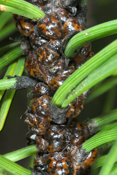 toumeyella_parvicornis