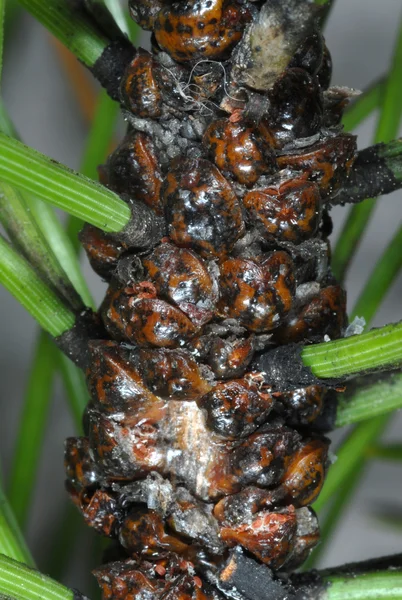 toumeyella_parvicornis