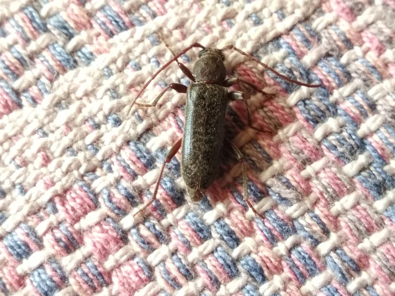 trichoferus_campestris