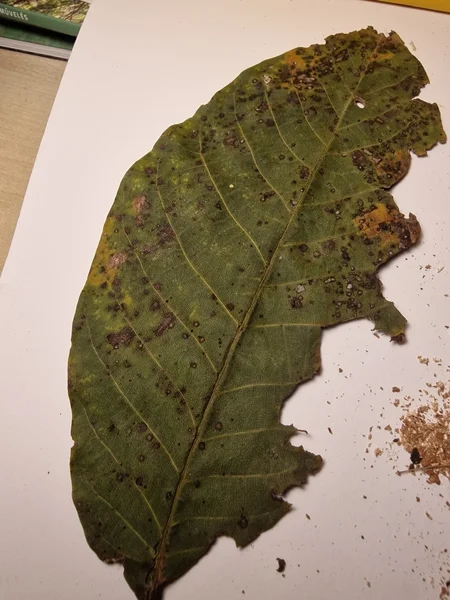 xanthomonas_arboricola_pruni