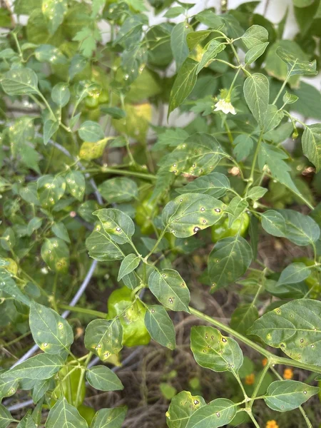 xanthomonas_vesicatoria