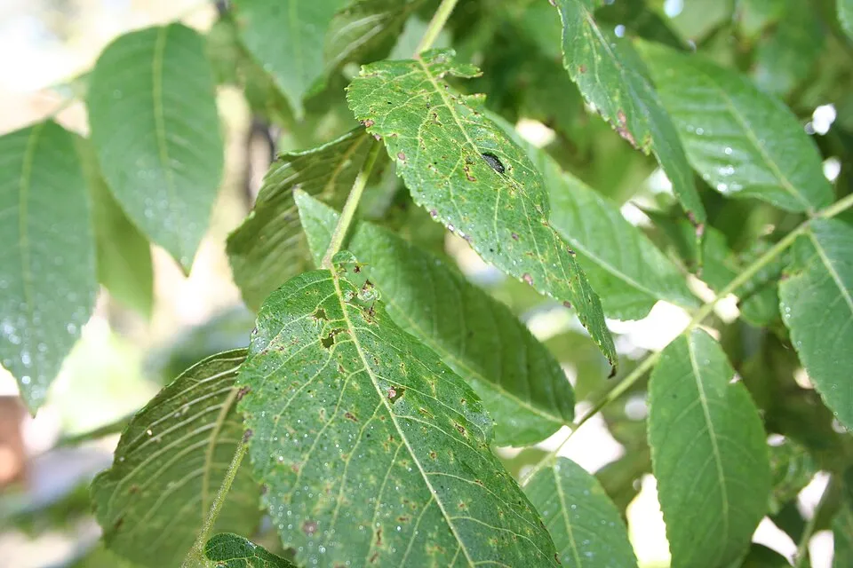 Black Walnut (Juglans nigra) Leaves with signs of Thousand cankers disease (Geosmithia morbida) and possibly a walnut twig beetle (Pityophthorus jugla