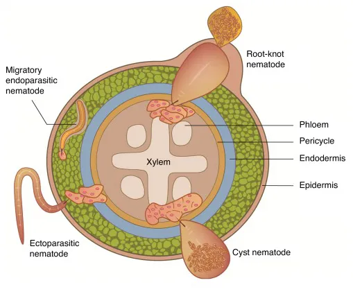 A cross section of a root illustrating the different feeding habits of sedentary and migratory nematodes. In general, plant-parasitic nematodes are ca