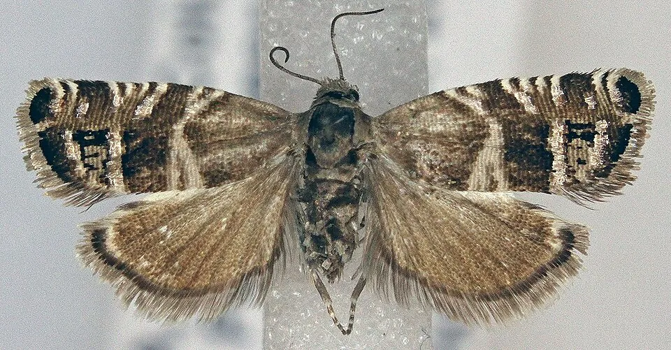 Grapholita imitativa. Species of insect.