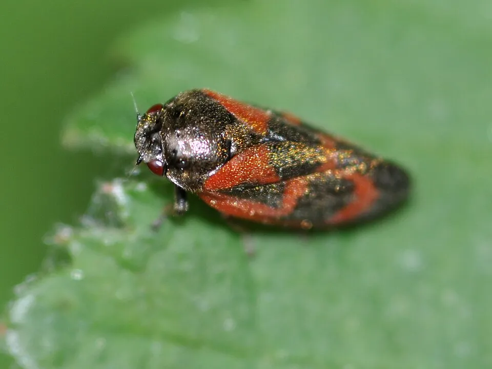 Kiefernblutzikade in Bahrenfeld, Hamburg.