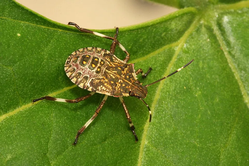 A last-instar nymph of the brown marmorated stink bug from a laboratory colony on a common bean leaf, photographed in the laboratory of Fondazione Edm