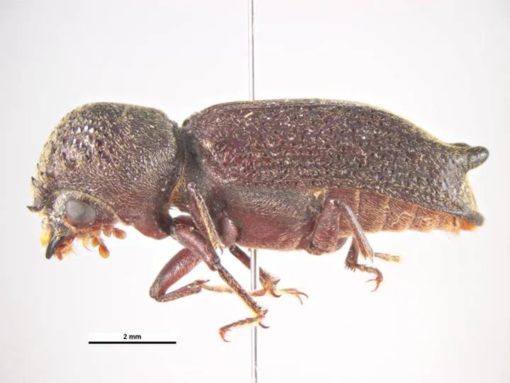 Heterobostrychus hamatipennis.