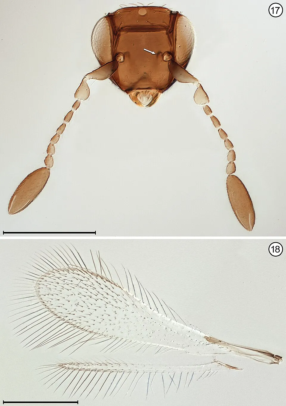 Figures 17, 18; Himopolynema hishimonus, female 17 head, anterior + antennae 18 wings. Scale bars = 100 μm.