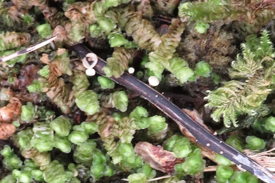 Hymenoscyphus fraxineus