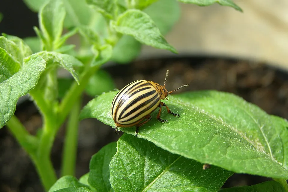 Imago of Colorado potato beetle on leaf.