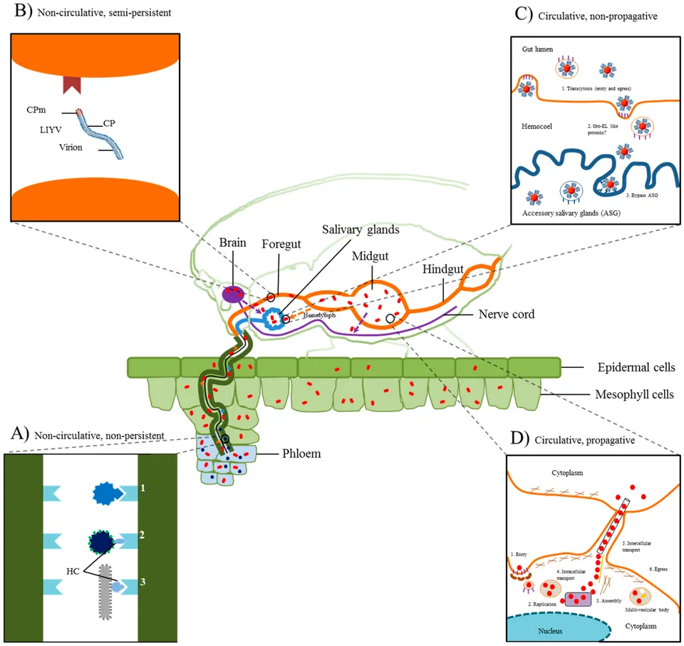 Plant virus transmission strategies in insect vectors. A viruliferous insect is shown feeding on infected phloem tissue (stylet in dark green). (A) No