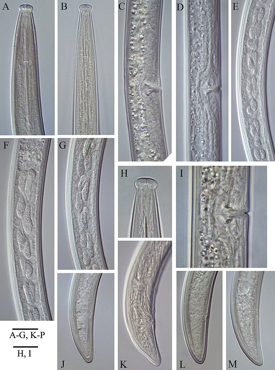 Figure 8; Bulgarian populations of Longidorus pisi Edward, Misra & Singh, 1964, anterior end of female (A) and male (B) female C, D vagina and par