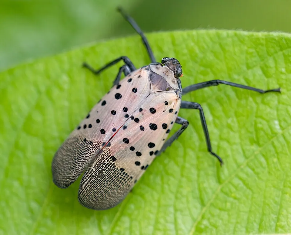 Spotted lanternfly in Brooklyn Botanic Garden