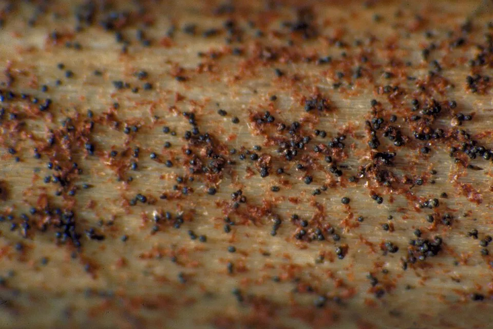Black microselerotia and orange pycnidia of the fungi Macrophomina phaseolina infecting the host Pinus elliottii